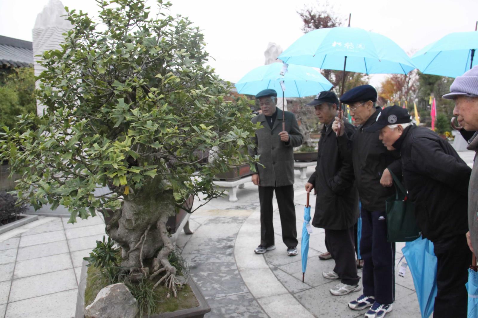 上海首个墓园内艺术盆景基地揭牌